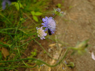 Kraśnik sześcioplamek na roślinie