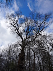 Fototapeta na wymiar Zimowe drzewo