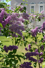 lilac flowers in the garden