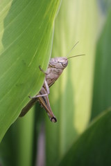 a large grasshopper sits on a leaf