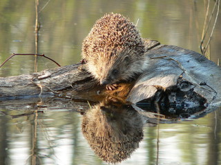 European hedgehog (Erinaceus europaeus) in forest