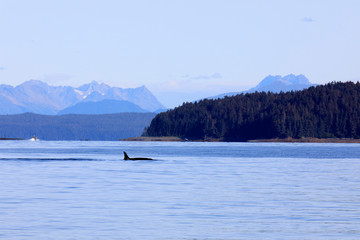 Strait Point, Alaska / USA - August 13, 2019: Orca at Strait Point, Strait Point, Alaska, USA
