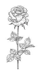 Hand drawn Monochrome  Rose Bud  with Leaves