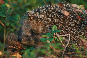 European hedgehog (Erinaceus europaeus) in forest