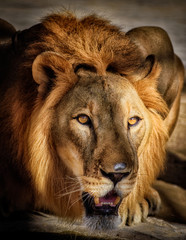 portrait of a lion