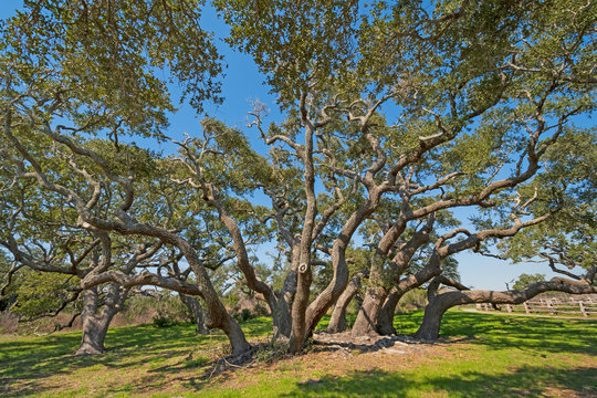 Large Live Oak Cluster on the Coast