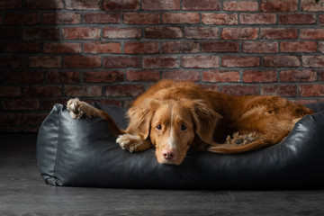 dog on a leather couch in a loft interior. Nova Scotia Duck Tolling Retriever is at home on the brick wall background. 