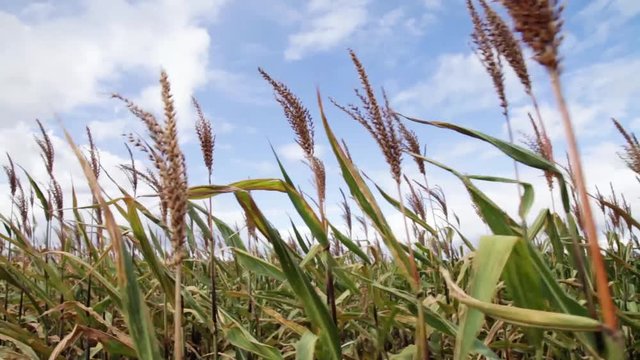 Planta&ccedil;&atilde;o de sorgo em per&iacute;odo de colheita