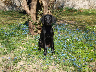 Hund Blumen labrador