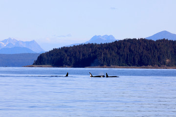 Fototapeta premium Strait Point, Alaska / USA - August 13, 2019: Orca at Strait Point, Strait Point, Alaska, USA