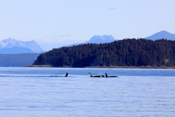 Strait Point, Alaska / USA - August 13, 2019: Orca at Strait Point, Strait Point, Alaska, USA