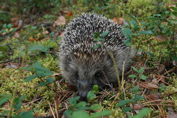 European hedgehog (Erinaceus europaeus) in forest