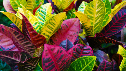 Colorful croton leaves. multi-colored bright leaves multi-colored bright  Codiaeum Variegatum leaves. texture of colored leaves background. yellow, green red burgundy.  © Artem