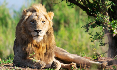 male lion