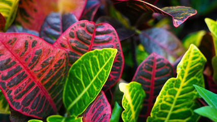Colorful croton leaves. multi-colored bright leaves multi-colored bright  Codiaeum Variegatum leaves. texture of colored leaves background. yellow, green red burgundy.  © Artem