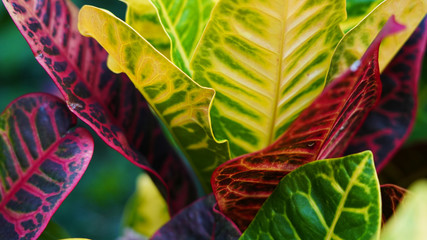 Colorful croton leaves. multi-colored bright leaves multi-colored bright  Codiaeum Variegatum leaves. texture of colored leaves background. yellow, green red burgundy.  © Artem