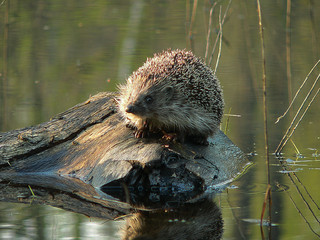 European hedgehog (Erinaceus europaeus) in forest © adventure