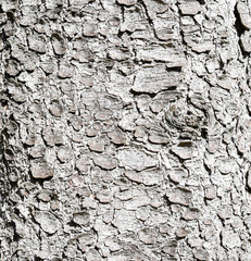 Old pine bark wood texture