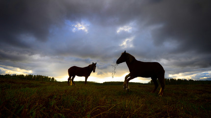 Two horses and evening clouds