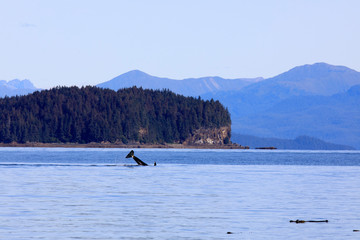 Naklejka premium Strait Point, Alaska / USA - August 13, 2019: Orca at Strait Point, Strait Point, Alaska, USA