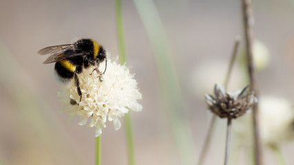 blooming bumblebee with blur background and other flowers