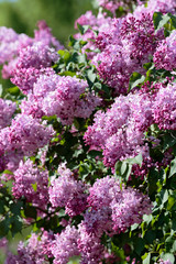 Obraz premium Inflorescences of blooming lilac close-up