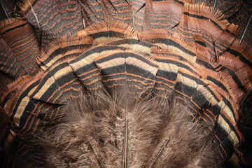 Eastern Wild Turkey Tail Feathers Fan Closeup - obrazy, fototapety, plakaty