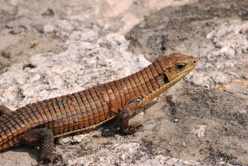 Sudan plated lizard (Gerrhosaurus major).