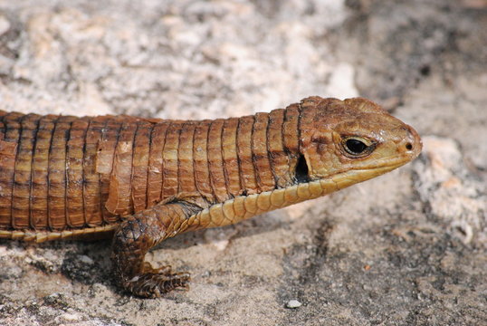 Sudan plated lizard (Gerrhosaurus major).
