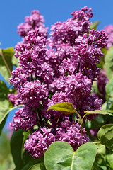 Inflorescences of blooming lilac close-up