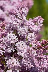 Obraz premium Inflorescences of blooming lilac close-up