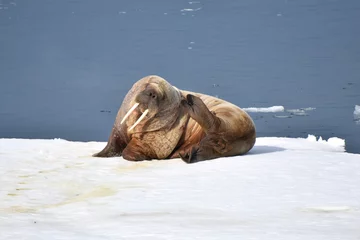 Fotobehang Walrus in Svalbard, Norwegian territory © Takashi