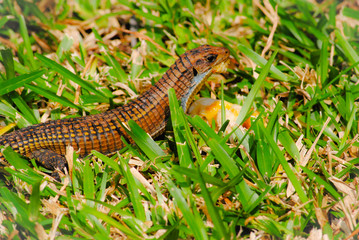 Sudan plated lizard (Gerrhosaurus major) eating a piece of fruit.