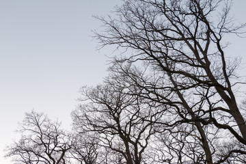 Tree in early spring. View from below.
