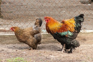 cock and hen