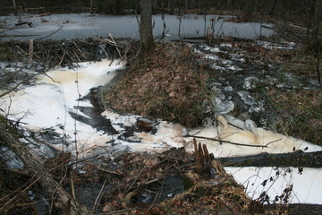 Eurasian beaver (Castor fiber) in natural habitat of wetland
