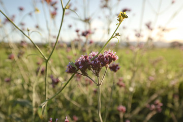 Wildflowers growing beside country lane in New South Wales, Australia