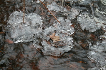 Eurasian beaver (Castor fiber) in natural habitat of wetland