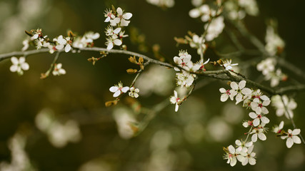 Kwitnące drzewa owocowe na wiosnę. Białe małe kwiaty śliwki Mirabelki. Śliwka wiśniowa. Prunus domestica subsp. syriaca - obrazy, fototapety, plakaty