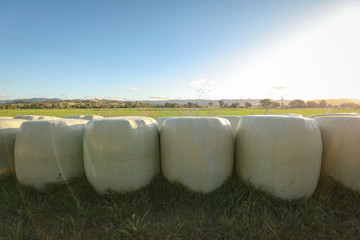 Row of plastic wrapped lucern bales lined up on country property