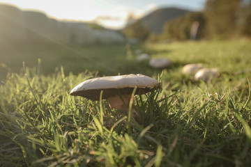Fototapeta na wymiar Wild mushrooms growing in field after autumn rains
