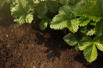 Young strawberry seedlings in a spring garden