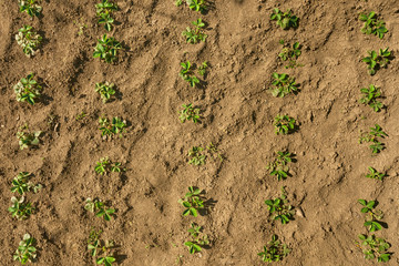 Young strawberry seedlings in a spring garden