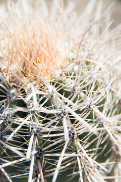 close up of thorns
