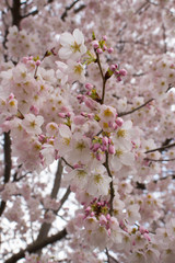 Close up on pink and white cherry blossoms budding in the springtime