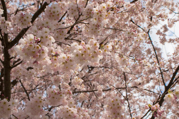 Beautiful pink and white cherry blossoms in the springtime