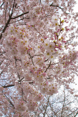 bunches of cherry blossoms in the springtimes