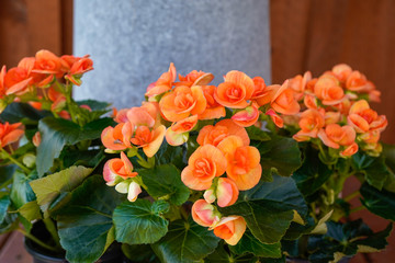 Beautiful orange begonia flowers.