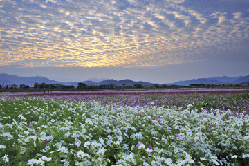 Taichung Xinshe flower field Taiwan