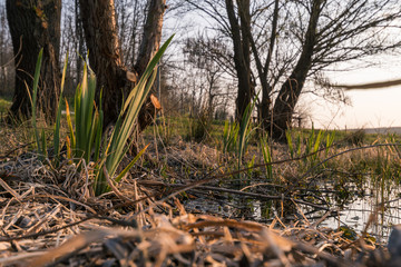 reeds in the lake